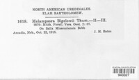 Melampsora bigelowii image
